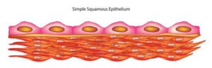 Squamous Epithelial Cells